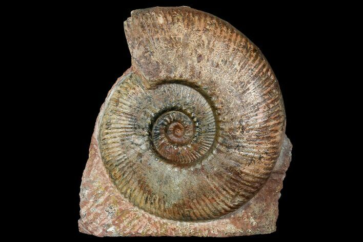 Toarcian Ammonite (Hammatoceras) Fossil - France #177611